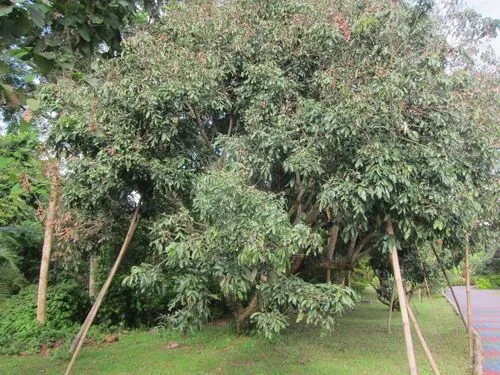 Longan (Dimocarpus longan), photograph