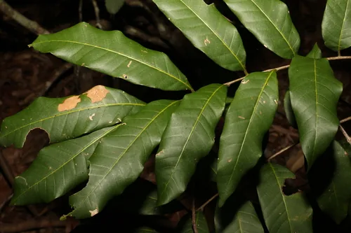 Photo: (c) Greg Tasney, some rights reserved (CC BY-SA) · cc-by-sa · via iNaturalist Longan (Dimocarpus longan), photograph