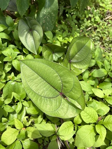 true yam (Dioscorea alata), photograph