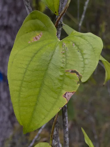 true yam (Dioscorea alata), photograph