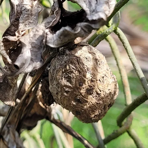 true yam (Dioscorea alata), photograph