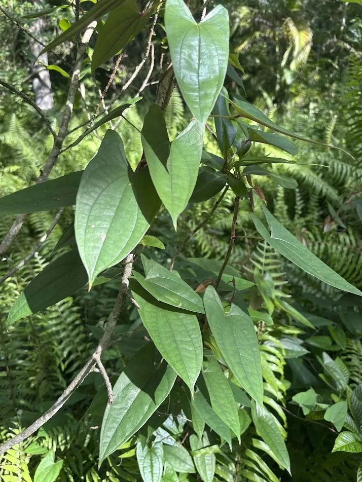 true yam (Dioscorea alata), photograph