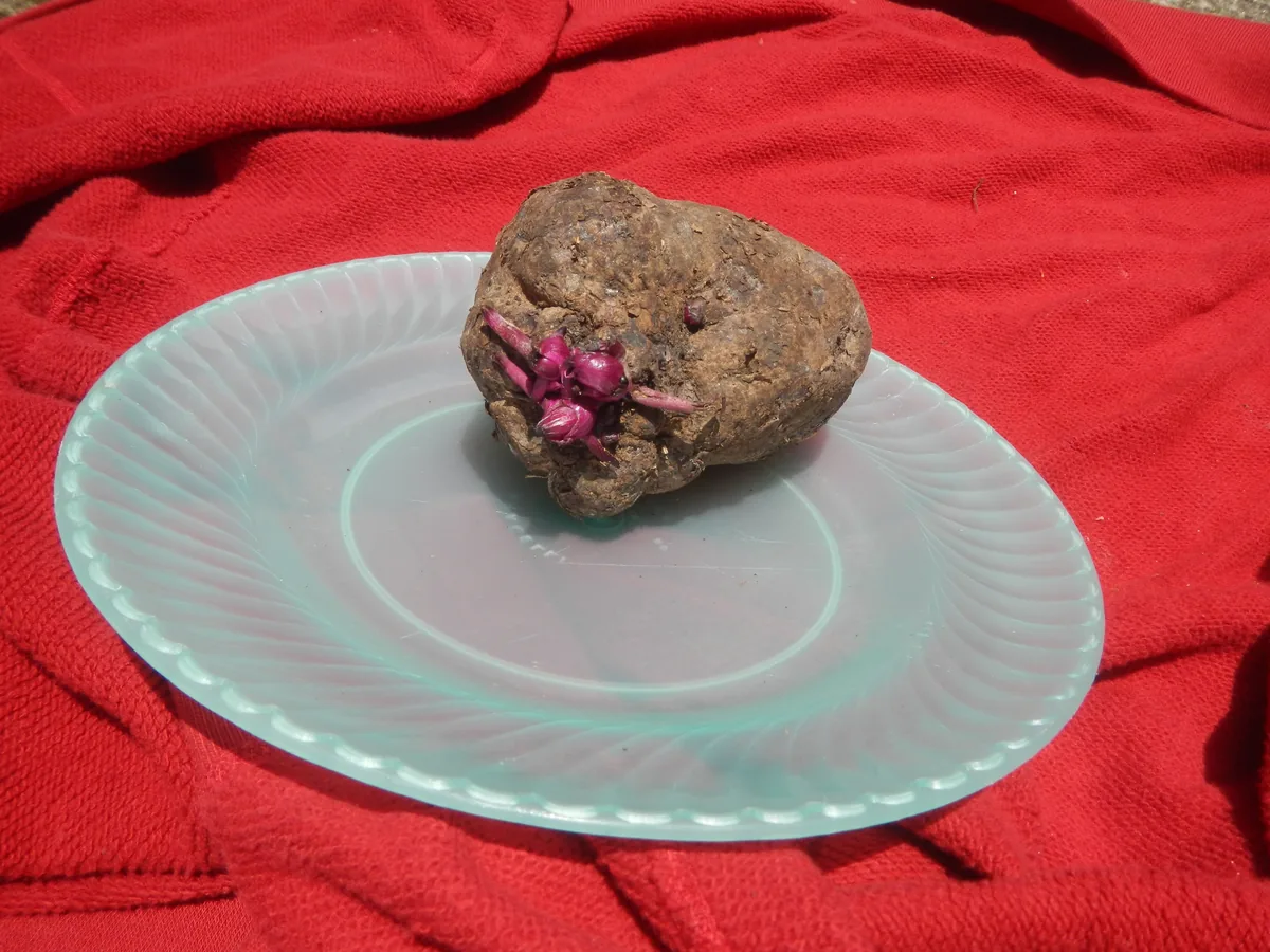 Photo: Judgefloro · CC0 · via Wikimedia Commons true yam (Dioscorea alata), photograph