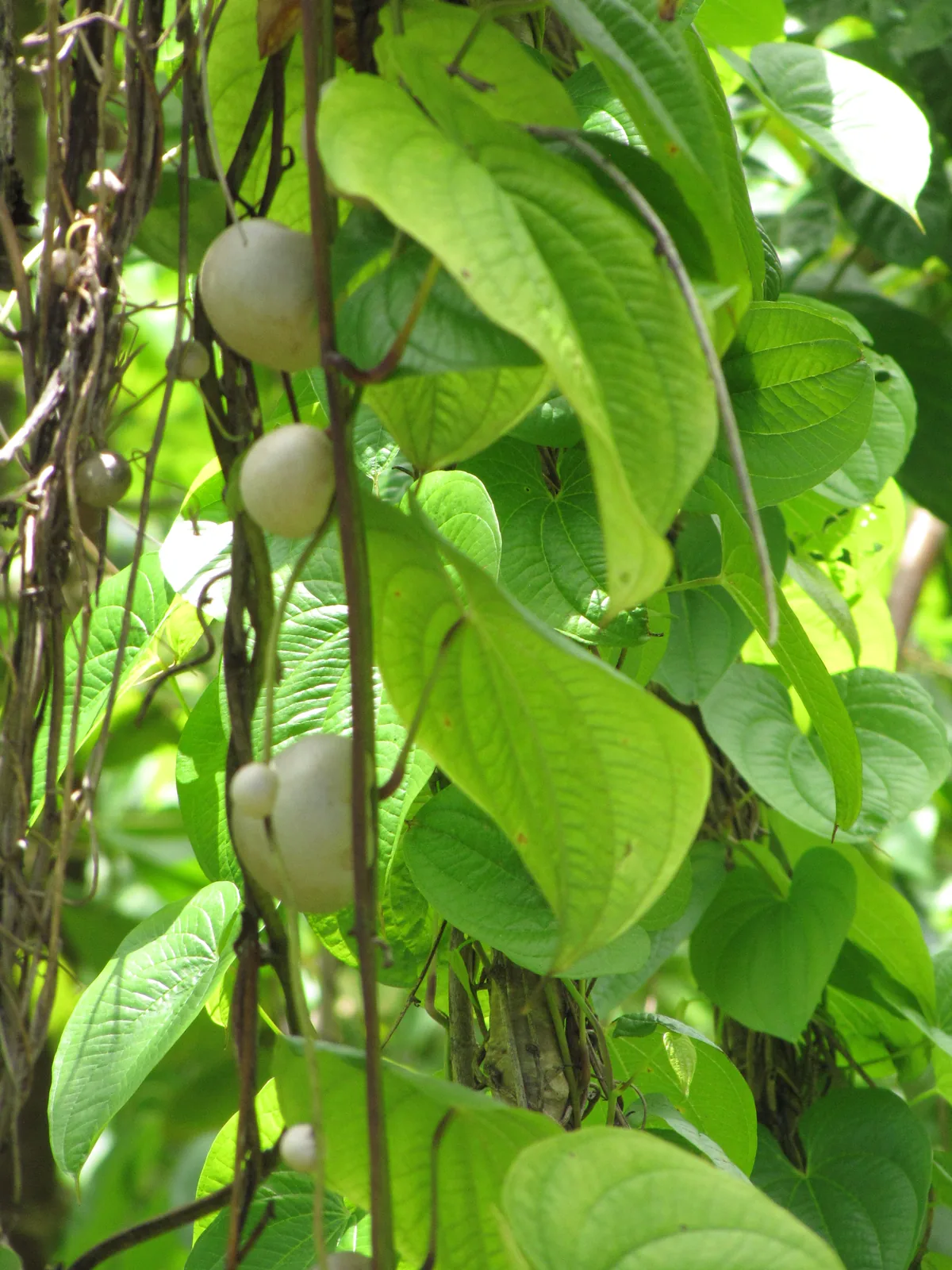 Photo: Forest and Kim Starr · CC BY 3.0 US · via Wikimedia Commons potato yam (Dioscorea bulbifera), photograph