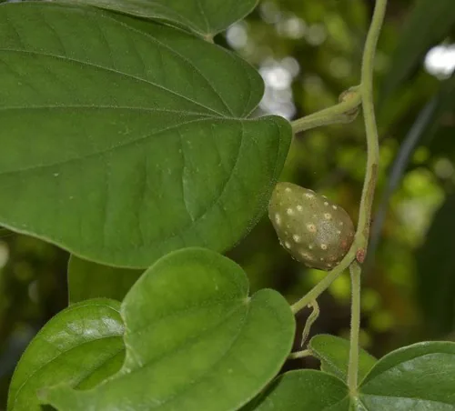 potato yam (Dioscorea bulbifera), photograph