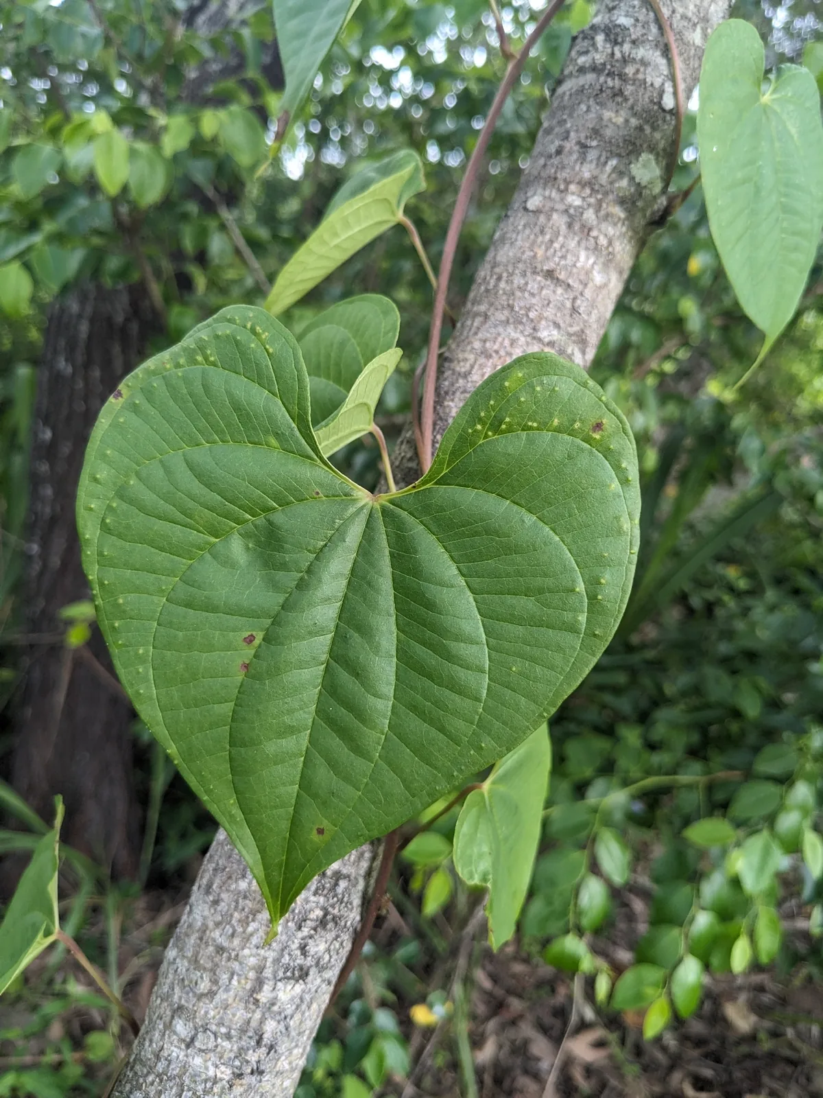 potato yam (Dioscorea bulbifera), photograph
