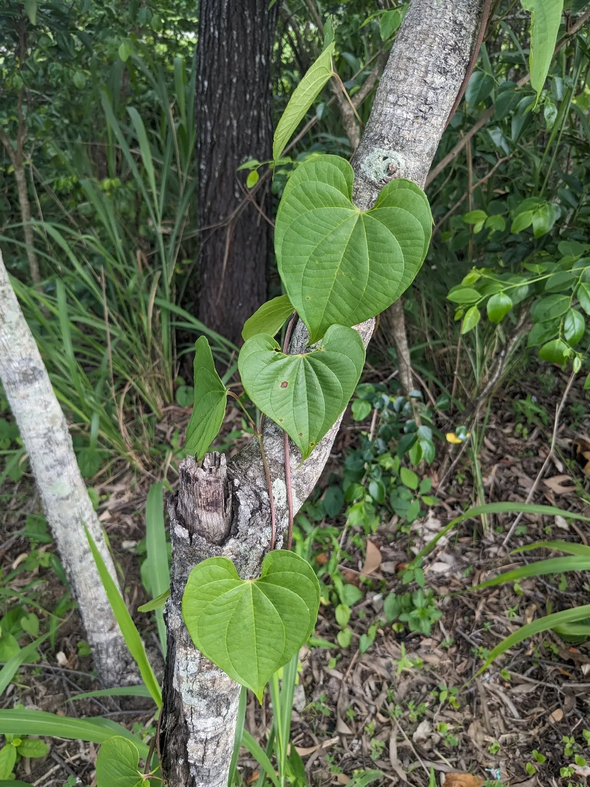 potato yam (Dioscorea bulbifera), photograph