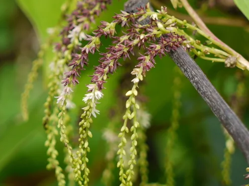 potato yam (Dioscorea bulbifera), photograph