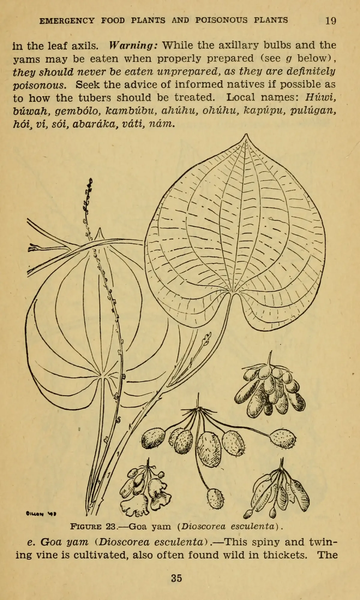 fancy yam (Dioscorea esculenta), botanical illustration