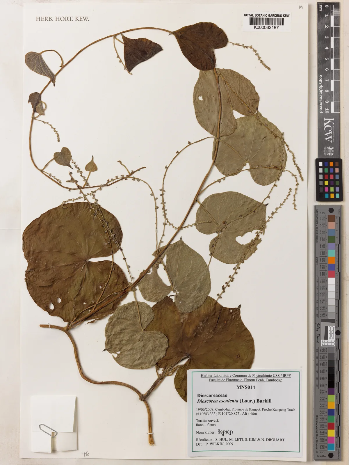 fancy yam (Dioscorea esculenta), photograph