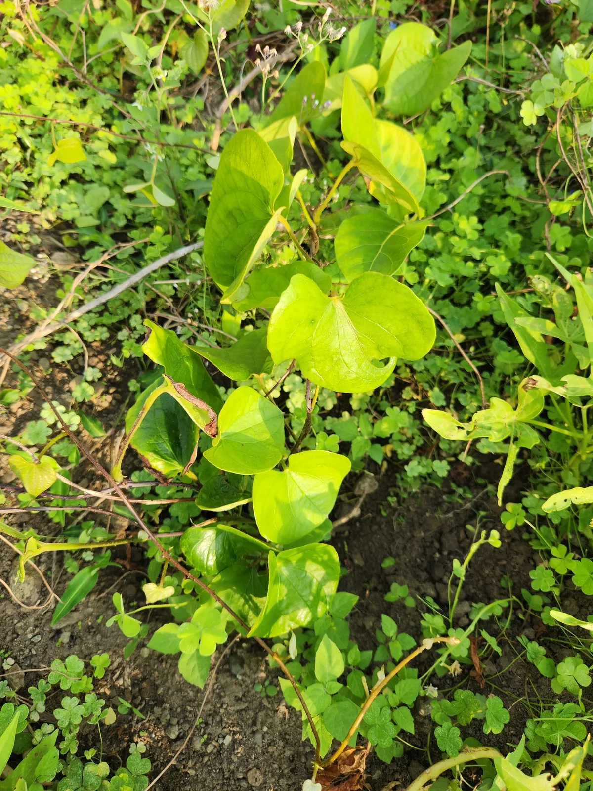 fancy yam (Dioscorea esculenta), photograph