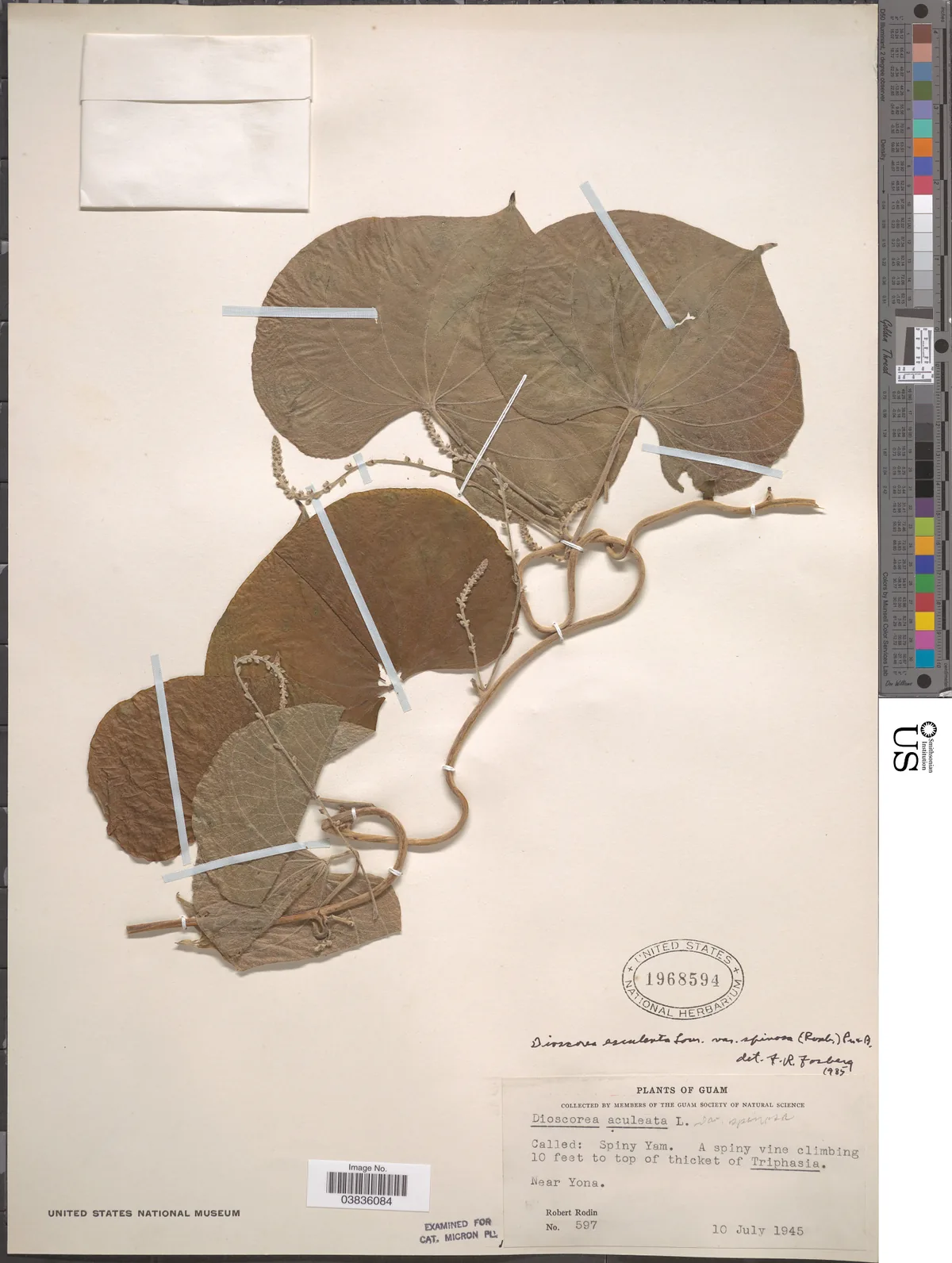 fancy yam (Dioscorea esculenta), photograph
