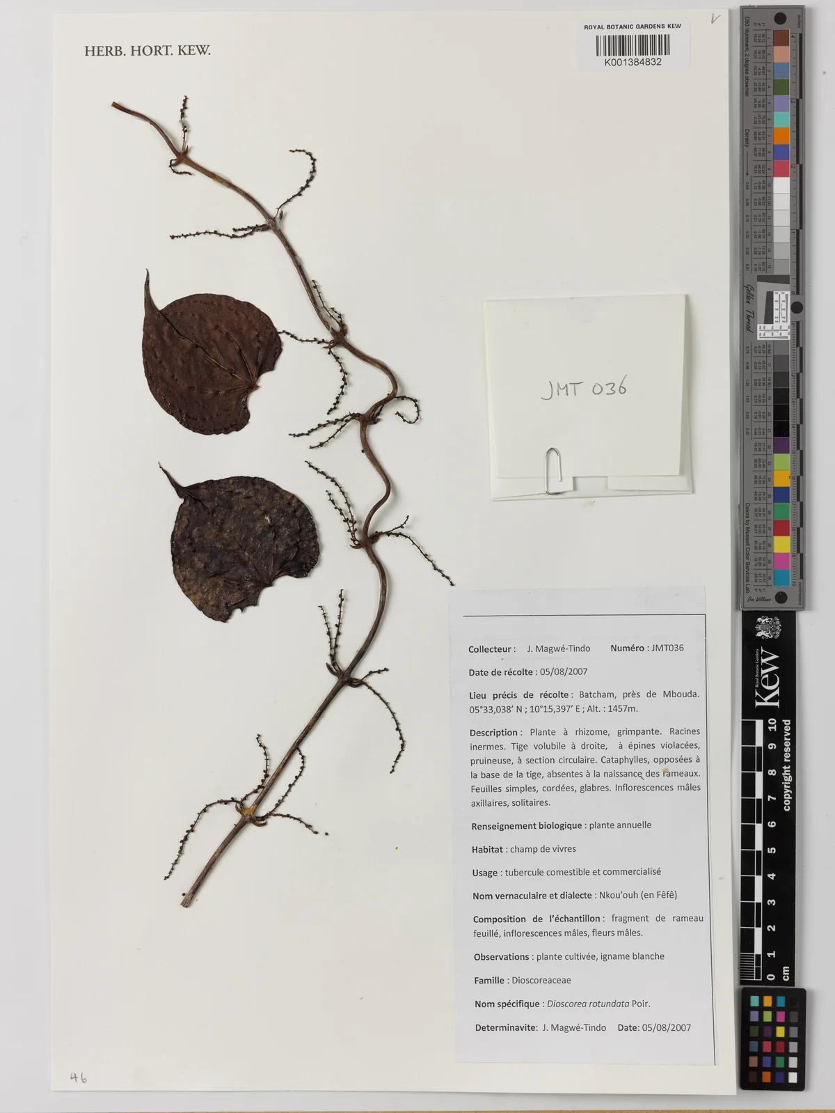 Photo: Royal Botanic Gardens, Kew · CC BY · via GBIF White Yam (Dioscorea rotundata), photograph