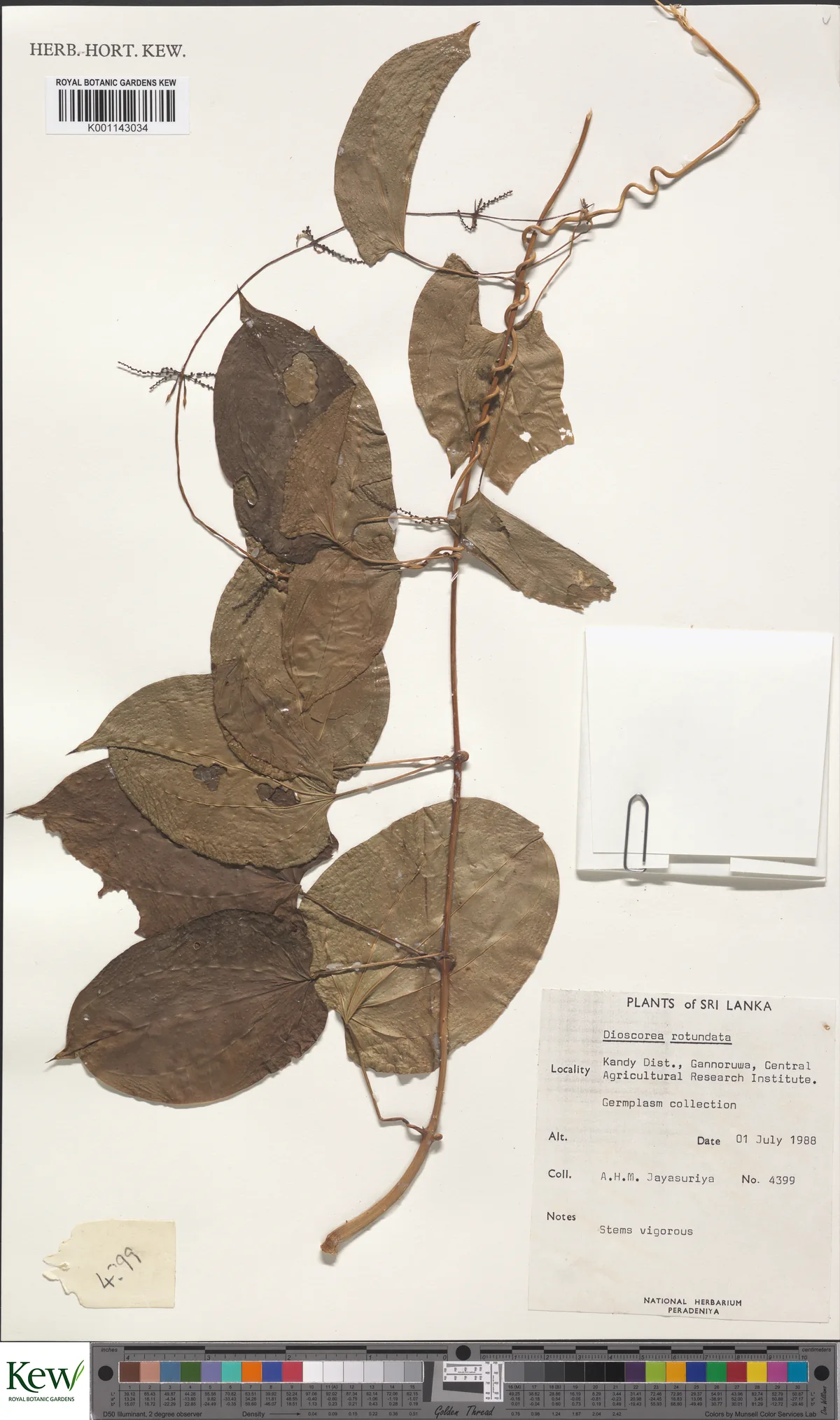 White Yam (Dioscorea rotundata), photograph