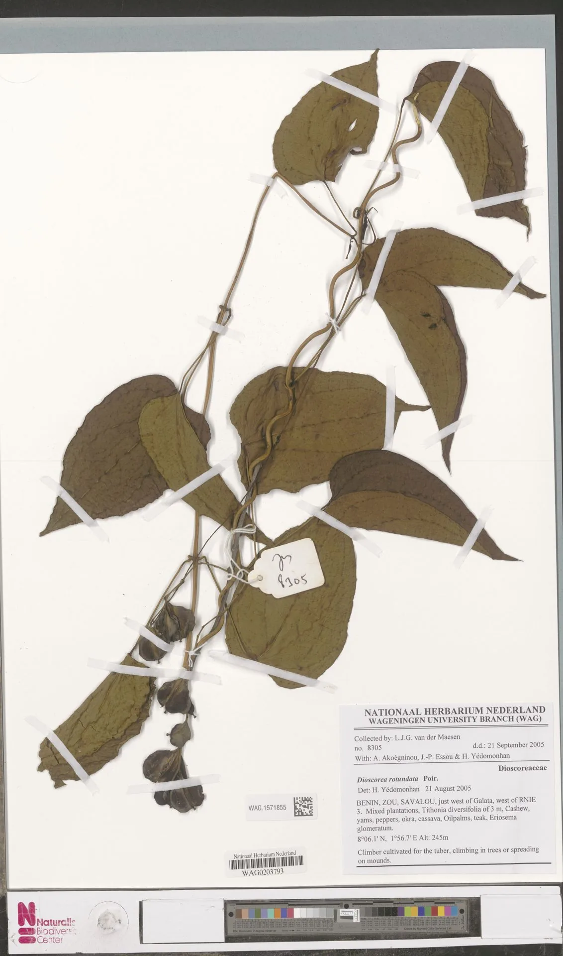 White Yam (Dioscorea rotundata), photograph