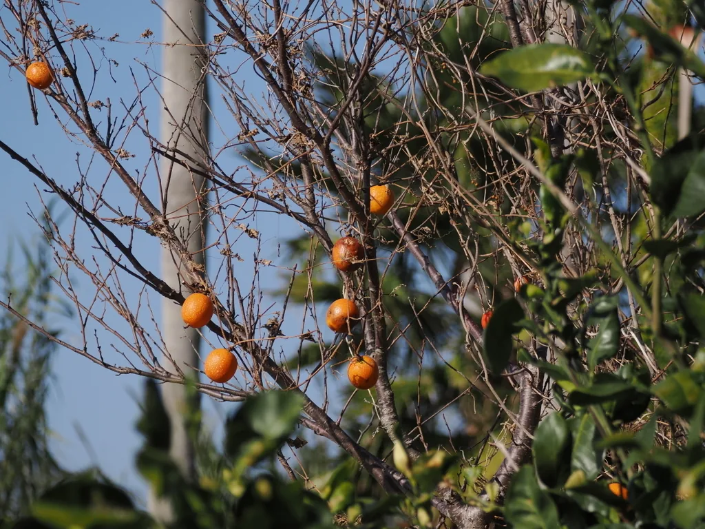 Asian persimmon (Diospyros kaki), photograph