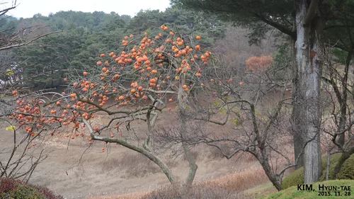 Asian persimmon (Diospyros kaki), photograph