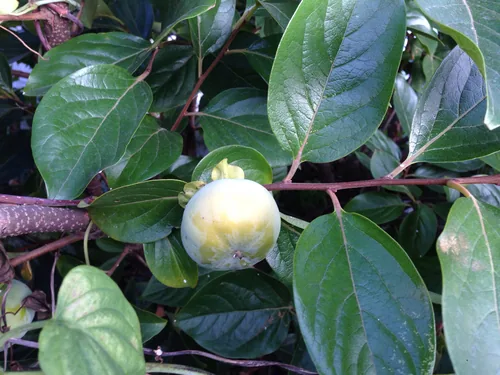 Photo: (c) Kim, Hyun-tae, some rights reserved · CC BY · via iNaturalist Asian persimmon (Diospyros kaki), photograph