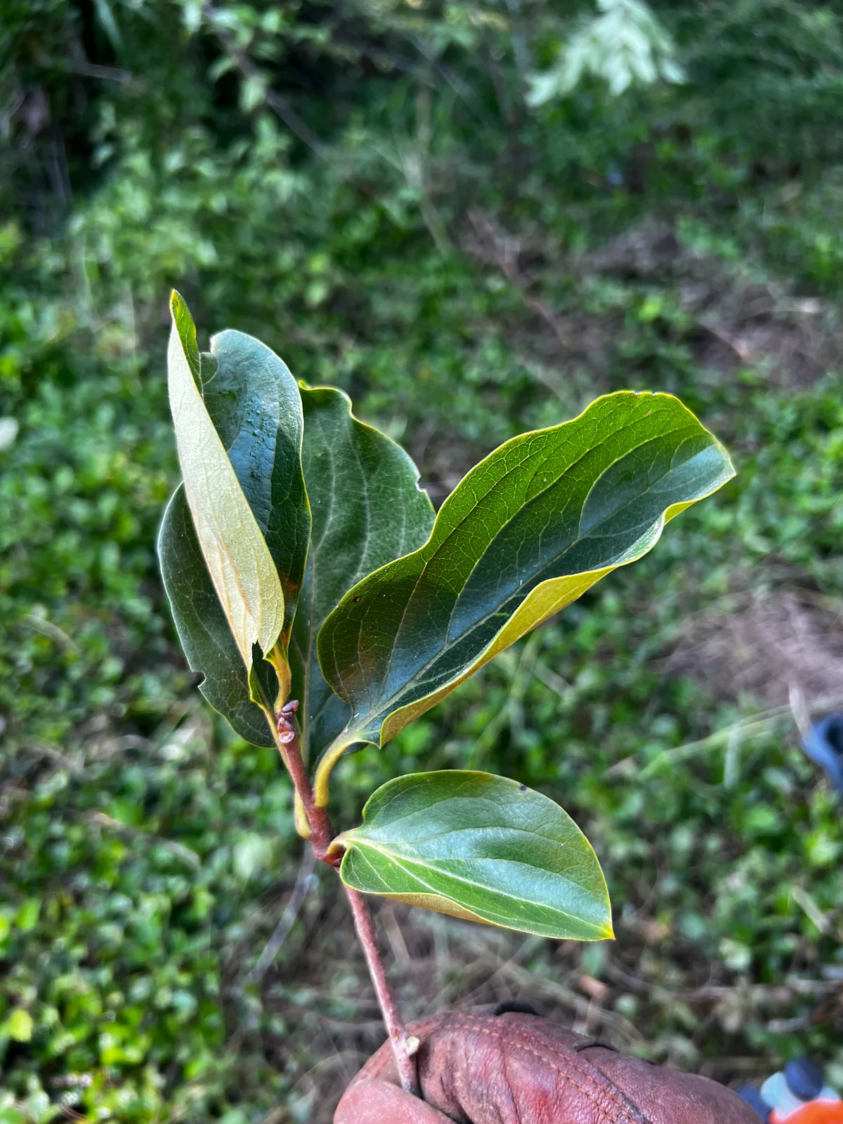 Asian persimmon (Diospyros kaki), photograph