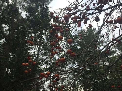 Asian persimmon (Diospyros kaki), photograph