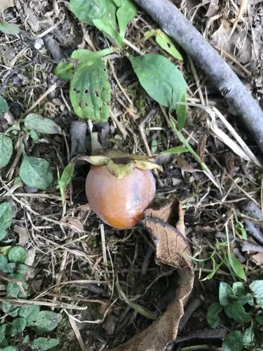 persimmon (Diospyros virginiana), photograph