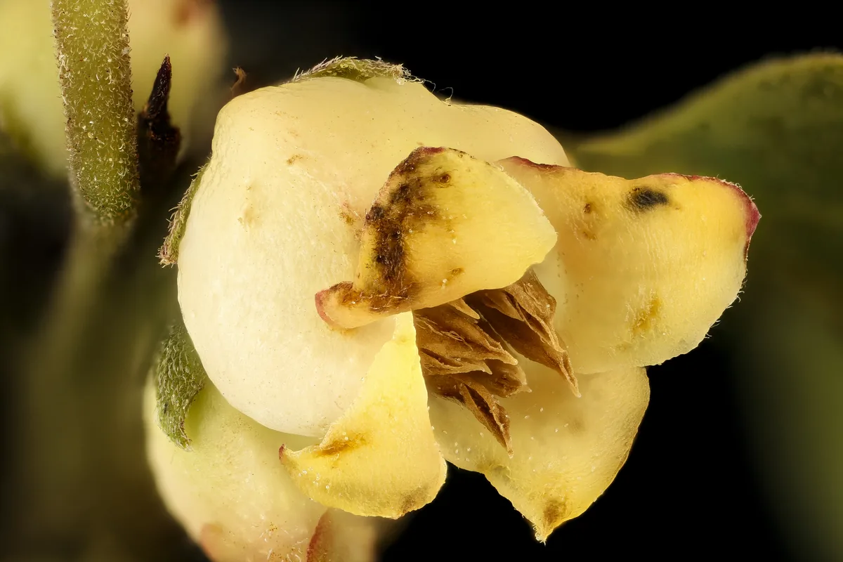persimmon (Diospyros virginiana), photograph