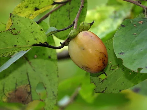 Photo: (c) Katja Schulz, some rights reserved (CC BY) · cc-by · via iNaturalist persimmon (Diospyros virginiana), photograph