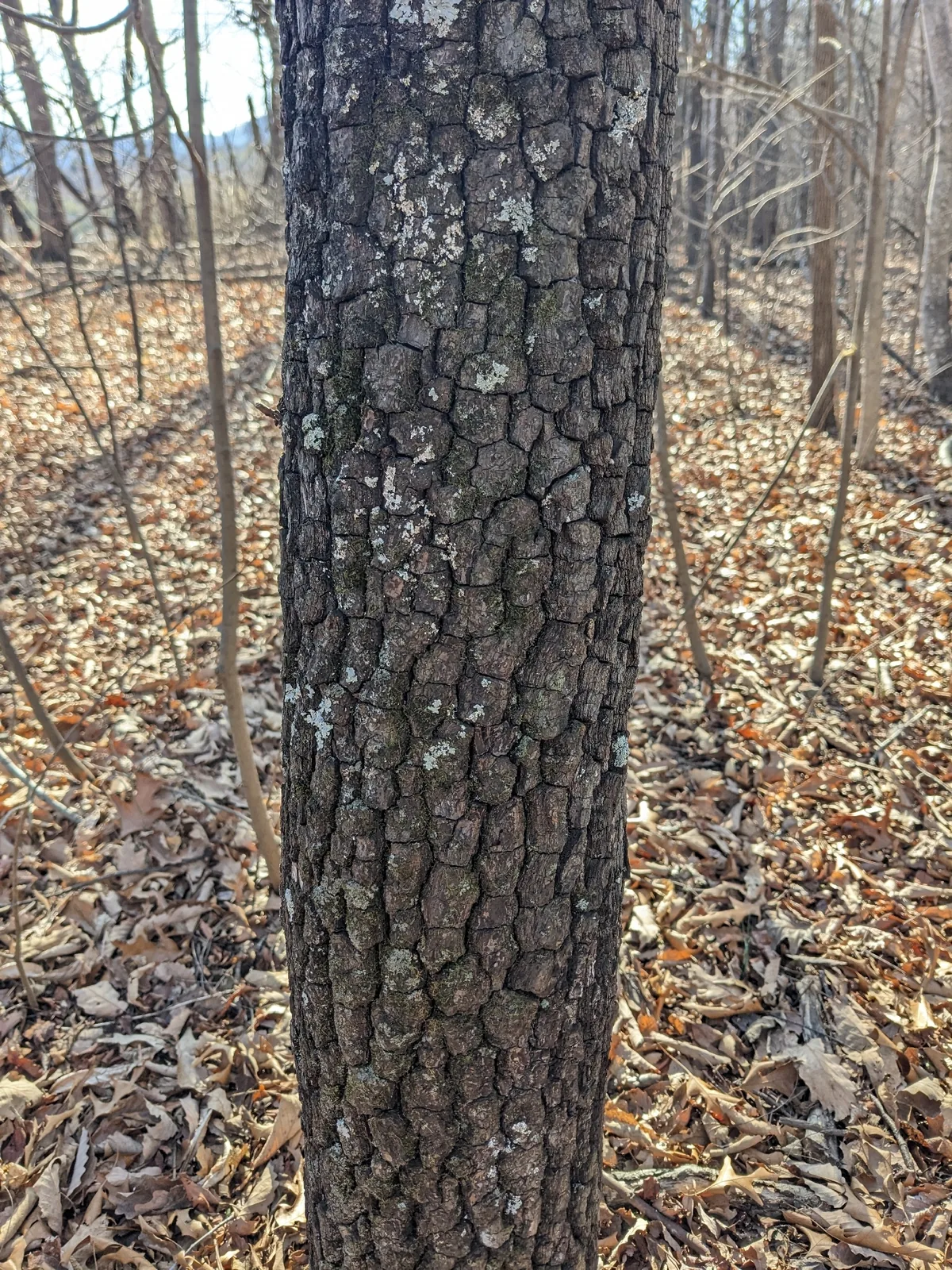 persimmon (Diospyros virginiana), photograph