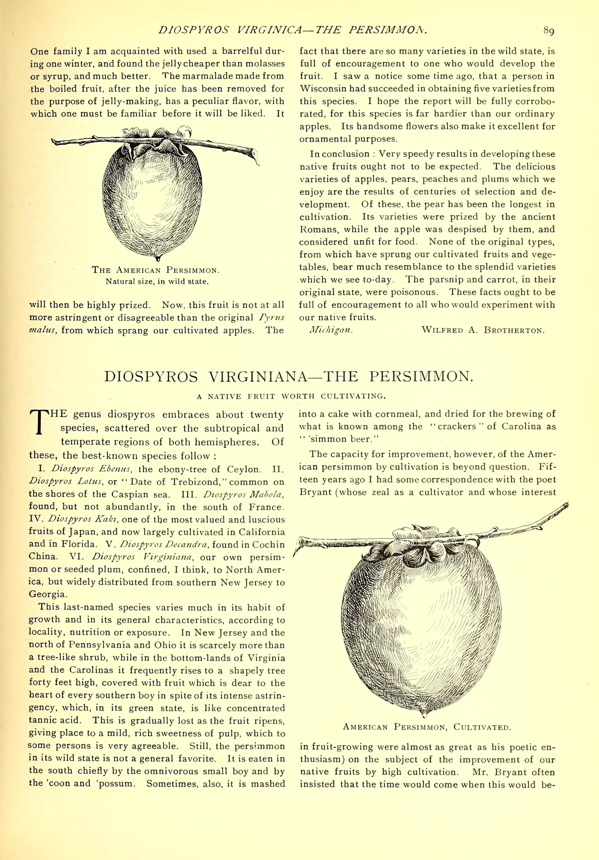persimmon (Diospyros virginiana), botanical illustration