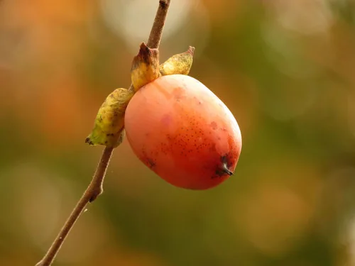 Photo: (c) Katja Schulz, some rights reserved (CC BY) · cc-by · via iNaturalist Persimmon, photograph
