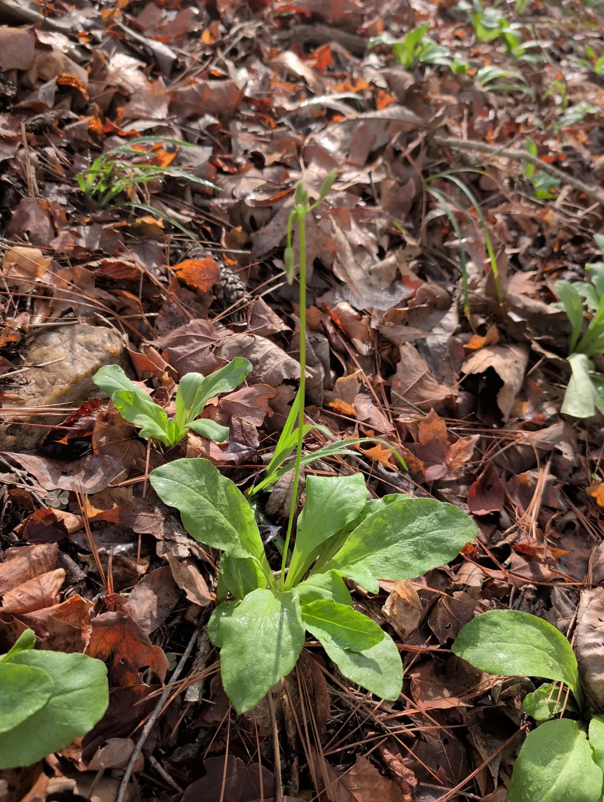 Shooting Star (Dodecatheon meadia), photograph