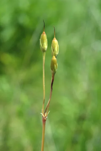 Photo: (c) Douglas Goldman, some rights reserved (CC BY-SA) · cc-by-sa · via iNaturalist Shooting Star (Dodecatheon meadia), photograph