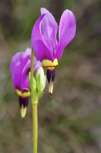shooting star (Dodecatheon meadia), photograph