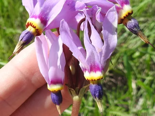Shooting Star (Dodecatheon meadia), photograph