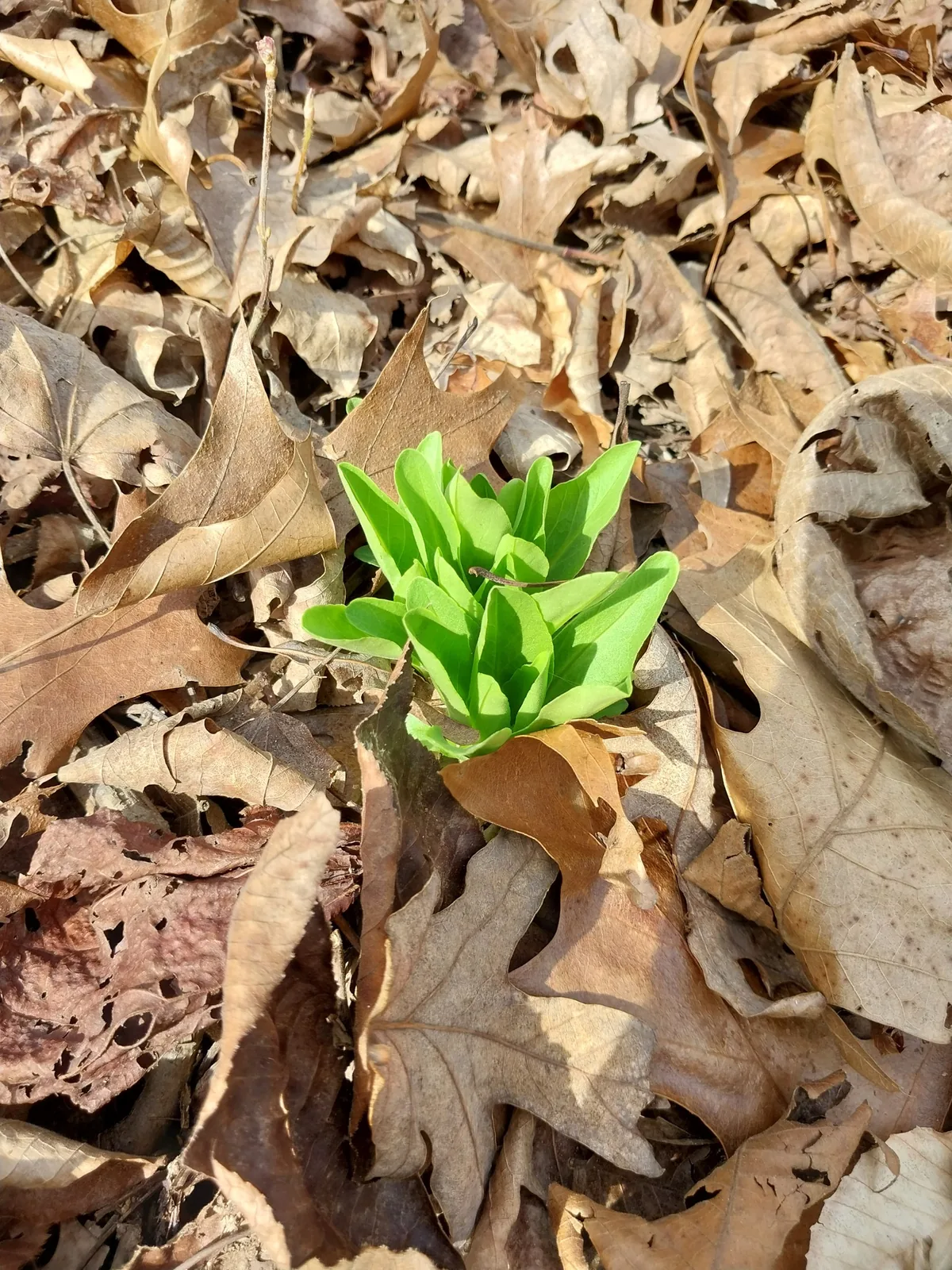 Shooting Star (Dodecatheon meadia), photograph