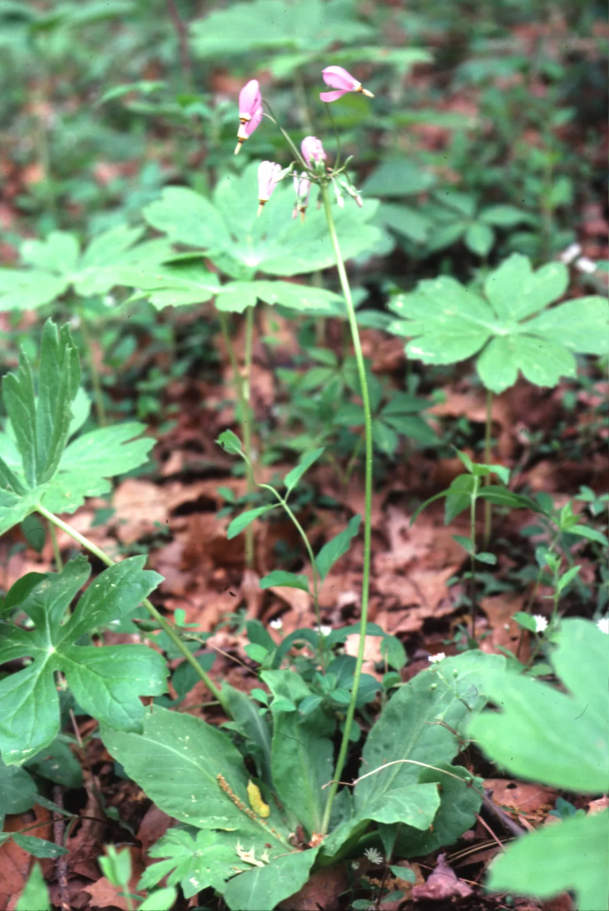 Shooting Star (Dodecatheon meadia), photograph