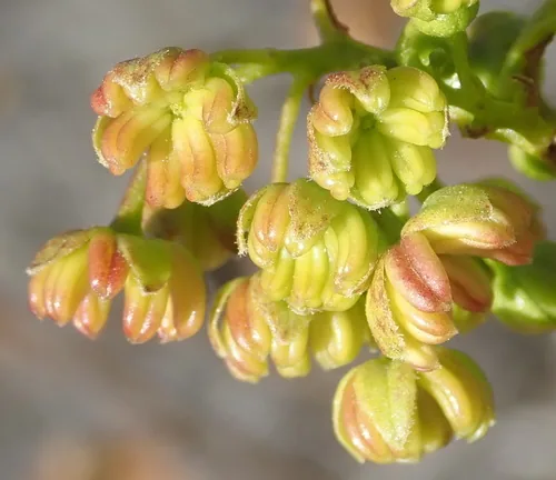 Photo: (c) Nicola van Berkel, some rights reserved (CC BY-SA) · cc-by-sa · via iNaturalist Wase (Dodonaea viscosa), photograph