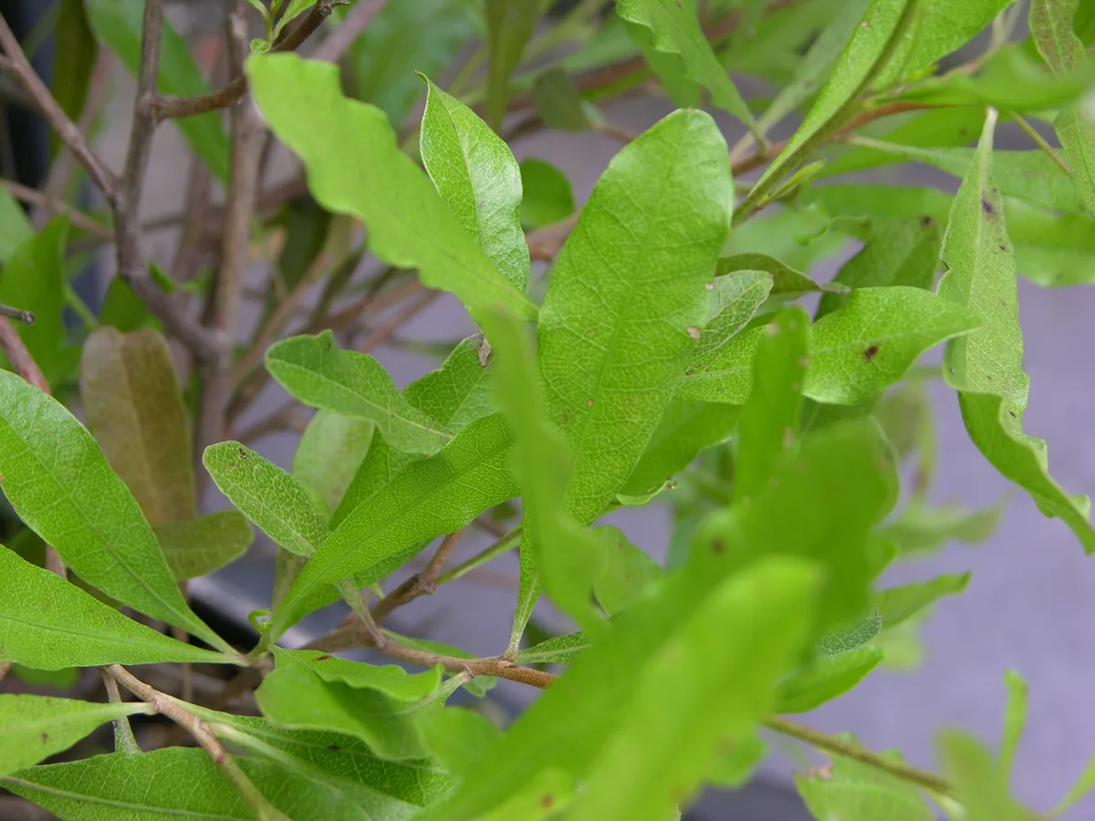 Wase (Dodonaea viscosa), photograph