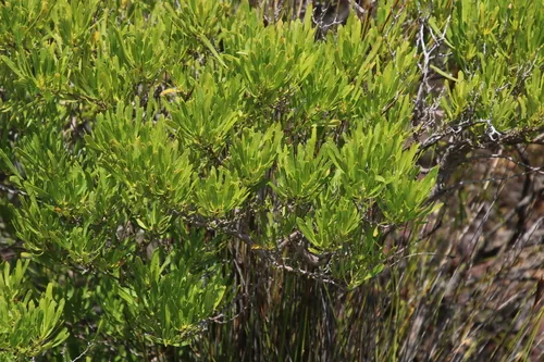 Wase (Dodonaea viscosa), photograph