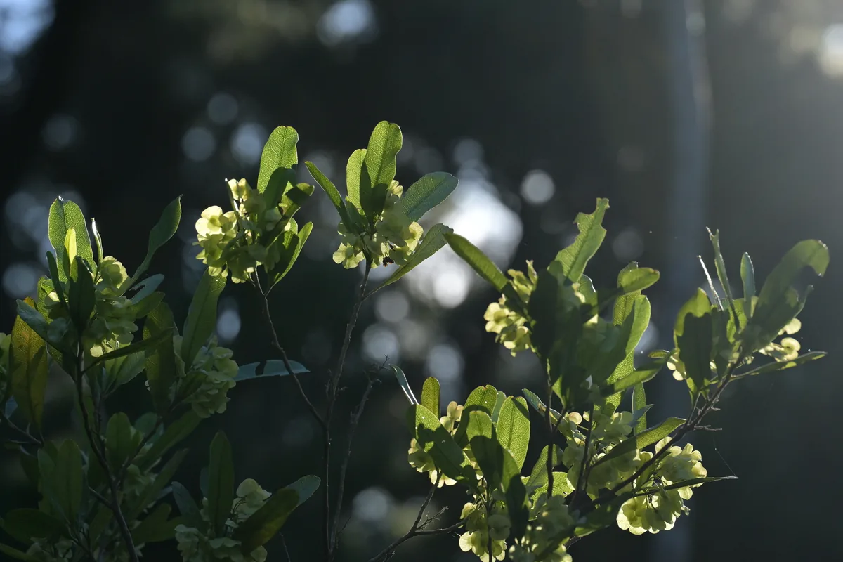Wase (Dodonaea viscosa), photograph