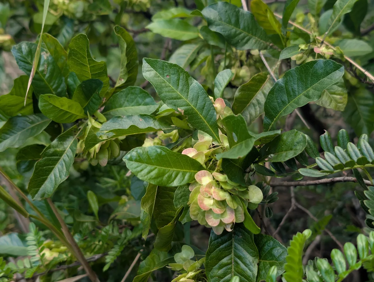 Photo: Damien Wallace, via iNaturalist · CC BY · via GBIF wase (Dodonaea viscosa), photograph