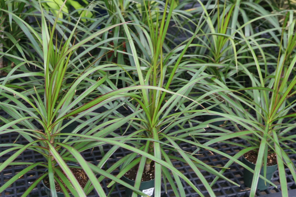 Photo: Photo by David J. Stang, via Wikimedia Commons · CC BY-SA 4.0 · via Wikimedia Commons dracaena (Dracaena marginata), photograph