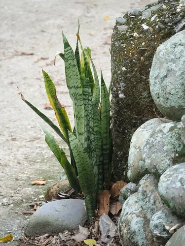 Photo: no rights reserved · CC0 · via iNaturalist snake plant (Dracaena trifasciata), photograph