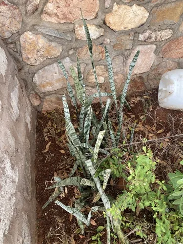 Snake Plant (Dracaena trifasciata), photograph