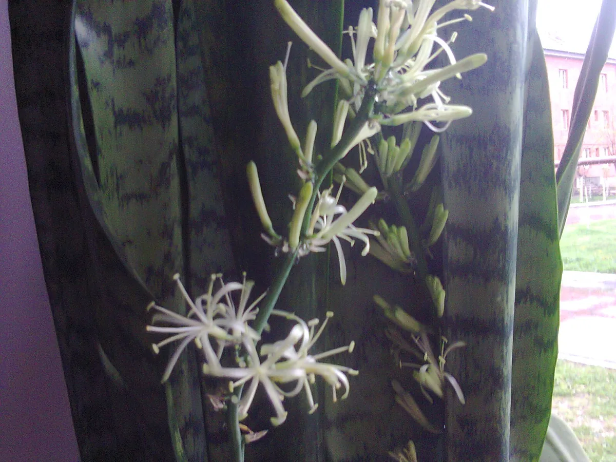 Snake Plant (Dracaena trifasciata), photograph