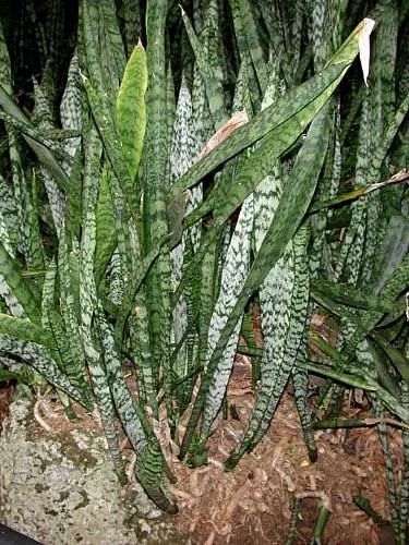 Snake Plant (Dracaena trifasciata), photograph