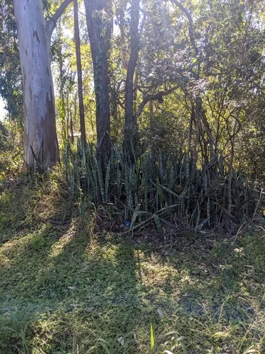 Photo: no rights reserved · cc0 · via iNaturalist Snake Plant (Dracaena trifasciata), photograph