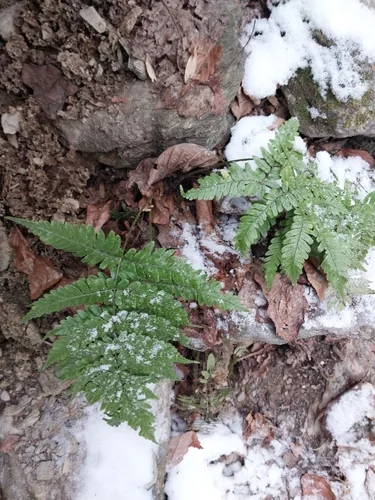 Photo: (c) Chris Hoess, some rights reserved (CC BY-SA) · cc-by-sa · via iNaturalist Autumn Fern (Dryopteris erythrosora), photograph