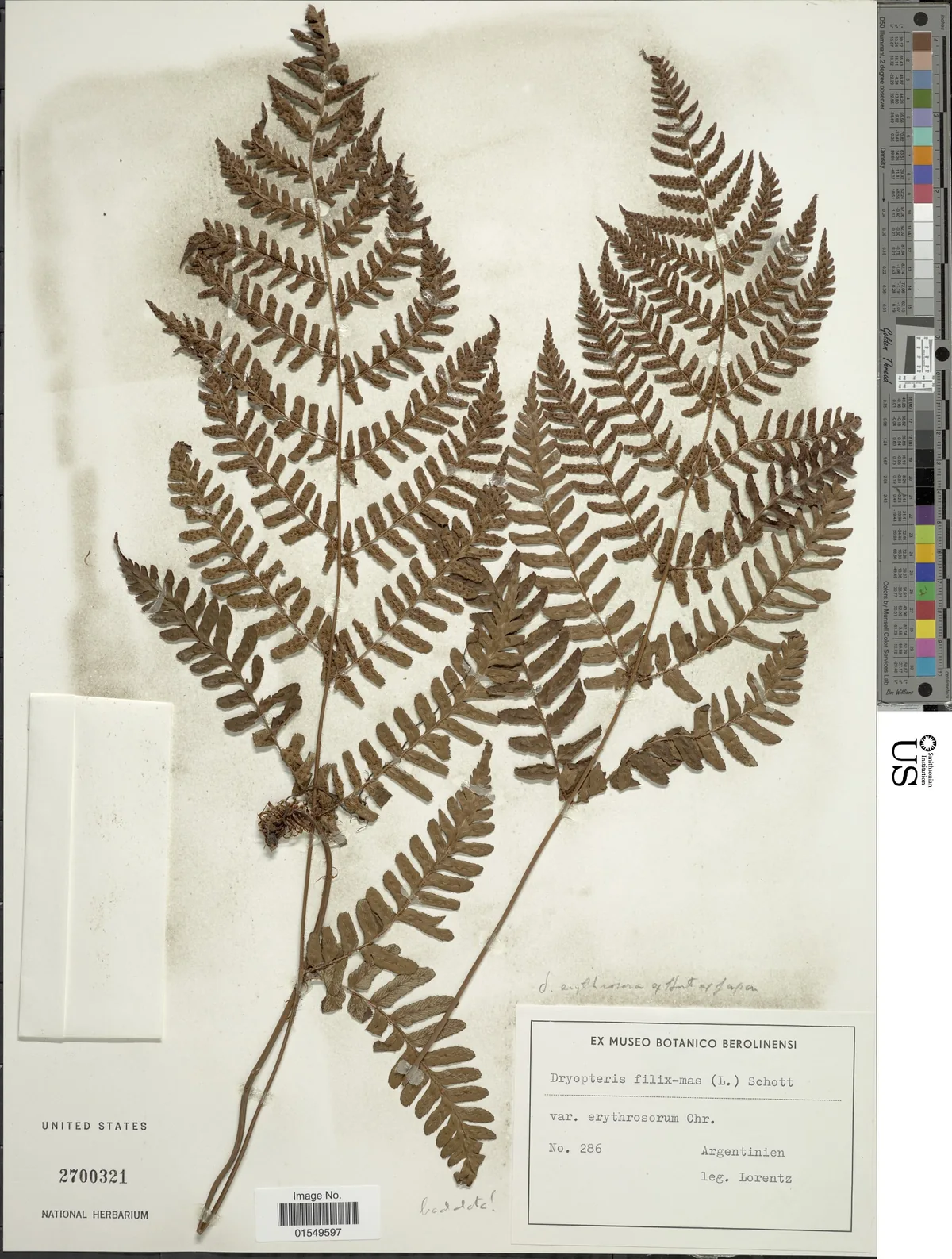 Autumn Fern (Dryopteris erythrosora), photograph