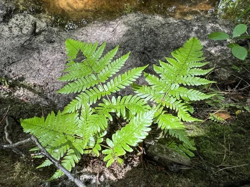 autumn fern (Dryopteris erythrosora), photograph
